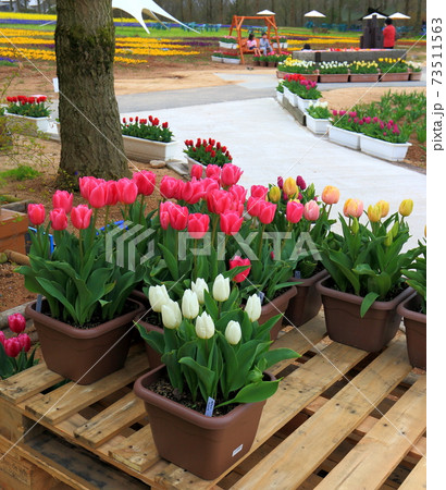 チューリップ 73511563