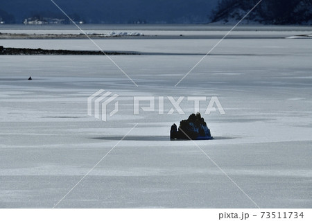 裏磐梯桧原湖・結氷の湖面に雪模様と朽木 裏磐梯桧原湖・結氷の湖面に雪模様と朽木 73511734