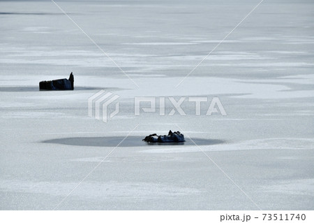 裏磐梯桧原湖・結氷の湖面に雪模様と朽木 裏磐梯桧原湖・結氷の湖面に雪模様と朽木 73511740