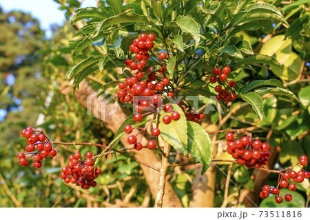 万両の真っ赤な実 73511816