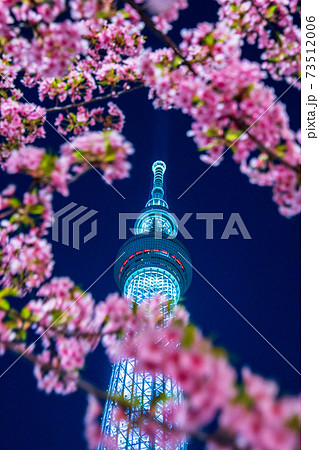 河津桜 スカイツリー 夜桜の写真素材 河津桜 スカイツリー 夜桜の写真素材