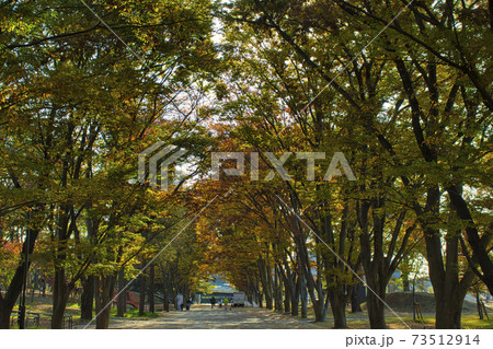 【町田市】鶴間公園のけやき並木 73512914