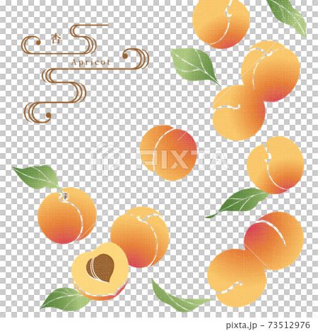 アプリコットのイラスト/手ぬぐい風/和柄 73512976