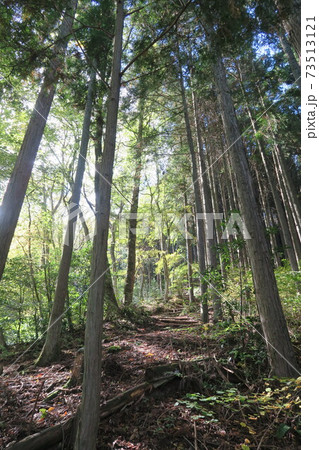 岩湧山~急坂の道~ 岩湧山~急坂の道~ 73513121