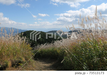岩湧山頂の花すすき 73513173