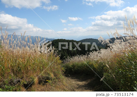 岩湧山頂の花すすき 73513174