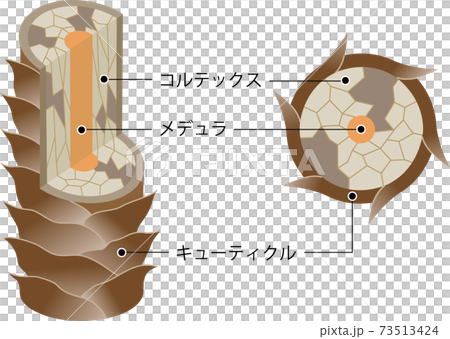 傷んだ髪 断面図 傷んだ髪 断面図 73513424