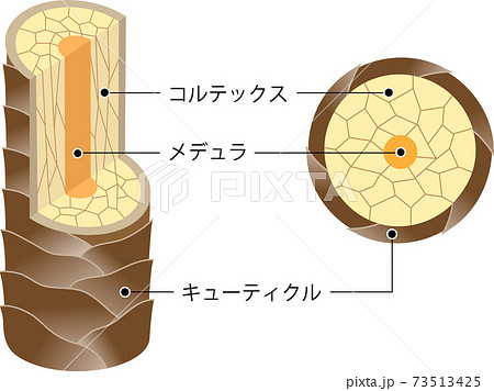 髪の構造 断面図のイラスト素材