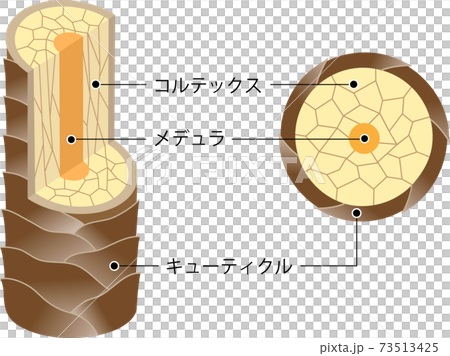髪の構造　断面図 73513425