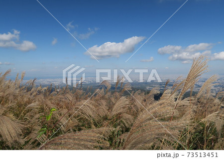 岩湧山頂の花すすき 73513451