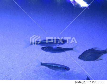 水槽の魚たち～淡水魚 73513550