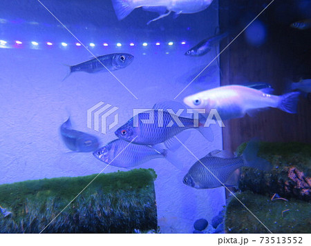 水槽の魚たち~淡水魚 水槽の魚たち~淡水魚 73513552