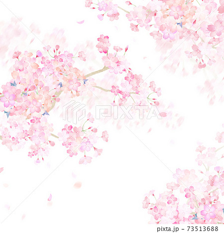 桜の素材 - 複数のバリエーションがあります 73513688