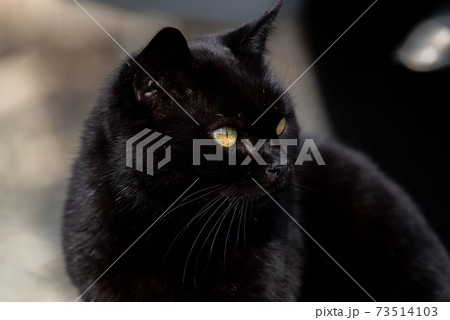 黒猫 黒猫 73514103