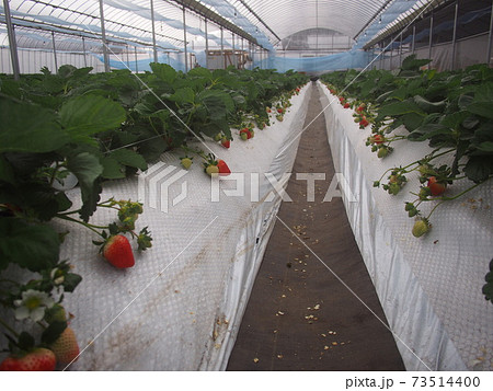 いちご狩り いちご狩り 73514400