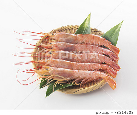 アカエビ アカエビ 73514508