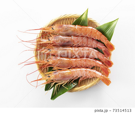 アカエビ 73514513