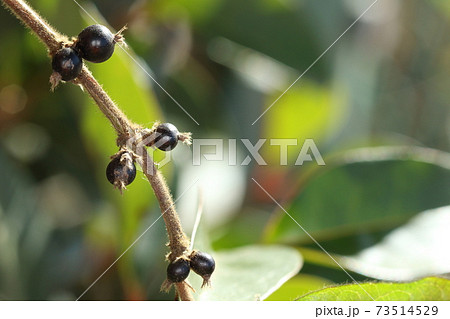 自然 植物 スイカズラ、艶々の黒い果実。藪から伸びた蔓に行儀よく二個づつ並んできます 自然 植物 スイカズラ、艶々の黒い果実。藪から伸びた蔓に行儀よく二個づつ並んできます 73514529