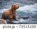 Grizzly Bear in the water of Brooks River 73515200