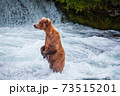 Grizzly Bear in the water of Brooks River 73515201