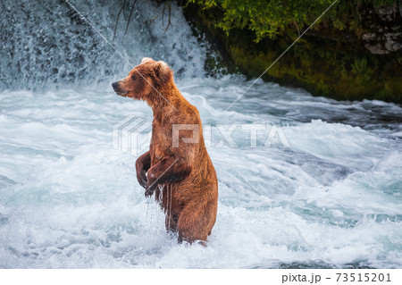 Grizzly Bear in the water of Brooks River 73515201