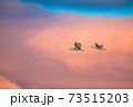 Sandhill cranes flying with dramatic sky over American Southwest 73515203