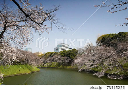 千鳥ヶ淵の桜 千鳥ヶ淵の桜 73515226