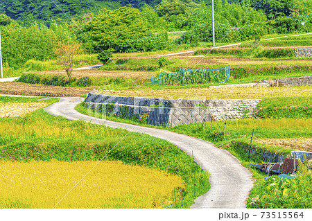京都　袖志の棚田（初秋）　 73515564