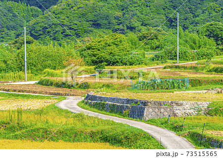 京都 袖志の棚田(初秋)  京都 袖志の棚田(初秋)  73515565