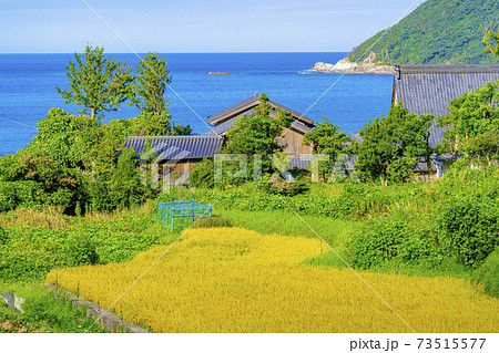 京都　袖志の棚田（初秋）　 73515577