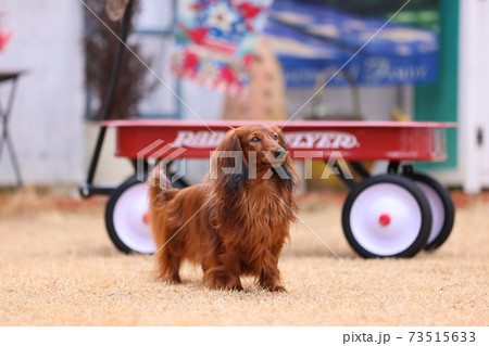 庭で遊ぶダックスフンド 庭で遊ぶダックスフンド 73515633