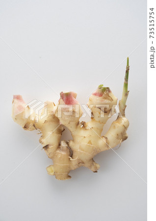 新生姜 生姜 新生姜 生姜 73515754