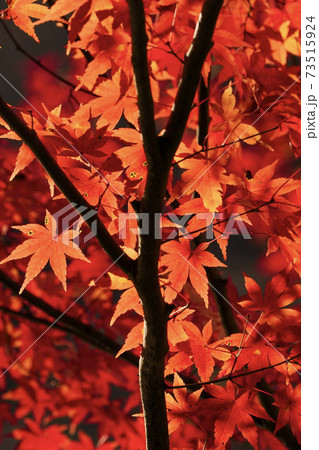 京都の紅葉 京都の紅葉 73515924