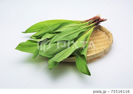 行者ニンニク 行者ニンニク 73516116