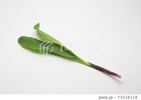 行者ニンニク 行者ニンニク 73516118