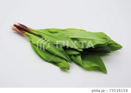 行者ニンニク 行者ニンニク 73516158