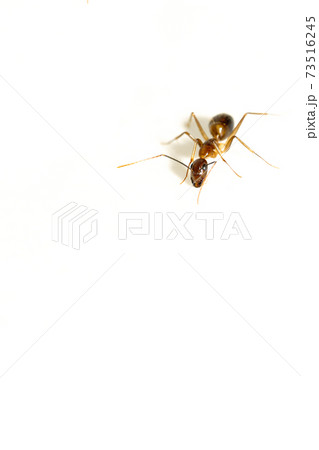 close up macro black garden ant background 73516245