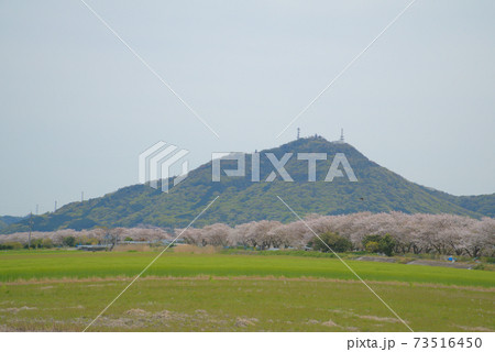 ソメイヨシノの桜並木と春霞の常山 岡山県岡山市南区 ソメイヨシノの桜並木と春霞の常山 岡山県岡山市南区 73516450