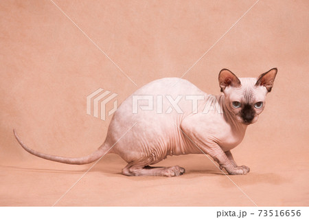 Hairless sphynx cat with stretched tail 73516656