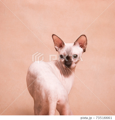 Hairless sphynx cat looking half-turned 73516661