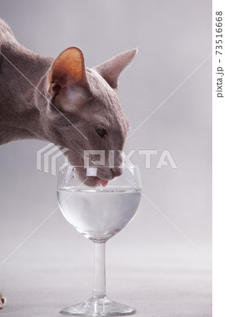 Oriental cat drinks water from a glass 73516668