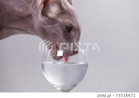 Oriental cat close-up drinks water 73516672