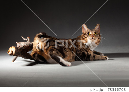 Kurilian bobtail tomcat showing off his members and short tail Kurilian bobtail tomcat showing off his members and short tail 73516708