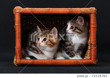 Cozy fitting kittens in rectangular basket Cozy fitting kittens in rectangular basket 73516762