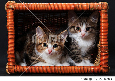 Two striped kittens sitting in rectangular basket Two striped kittens sitting in rectangular basket 73516763