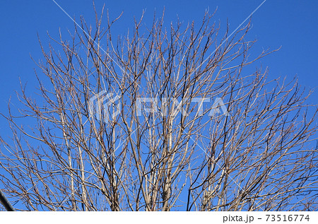 枯木立 枯木立 73516774