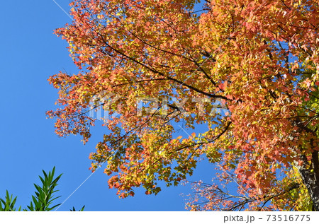 イタヤカエデ イタヤカエデ 73516775