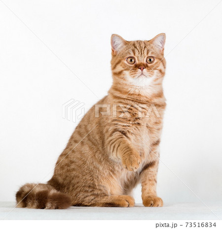 Red british cat siting sideways on white background Red british cat siting sideways on white background 73516834