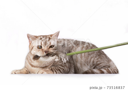 Grey british cat bites cat feather wand Grey british cat bites cat feather wand 73516837