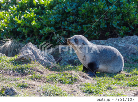 Seal 73517107